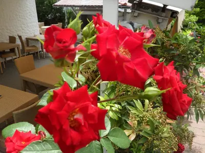 a bunch of red flowers in a vase at Hotel FleurAlp in Cermes