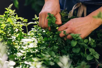 a person holding a bunch of green plants at Zum Löwen-Post in Trodena