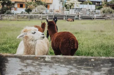 a group of sheep and llamas standing in a field at Residence Hoferhof in Lana