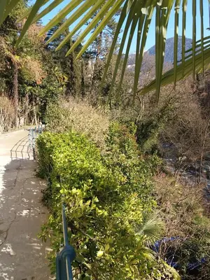 a path with bushes and a palm tree at Apartment Haus Lang in Lagundo