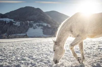 a horse standing in the snow with the sun behind it at Chalet PURMONTES in San Lorenzo di Sebato