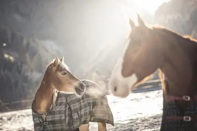 two horses are standing next to each other at Chalet PURMONTES in San Lorenzo di Sebato