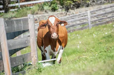 a brown and white cow standing next to a fence at Gemangerhof in Bressanone