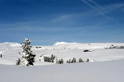 a snow covered mountain with a tree in the foreground at Finggeneislerhof in Villandro