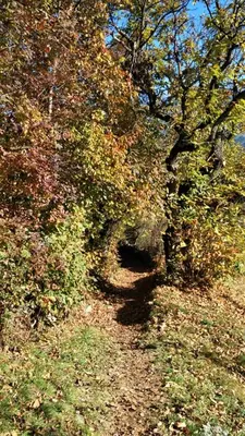 a group of trees on a hill with leaves at Finggeneislerhof in Villandro