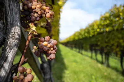 a bunch of grapes hanging from a row of trees at Hotel Girlanerhof in Appiano sulla Strada del Vino
