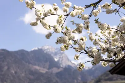 a tree with white flowers on it with mountains in the background at Residence Pollingerhof in Merano