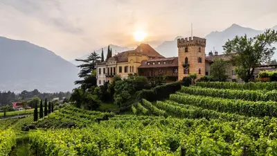 a castle on a hill with a bunch of vines at SOLEA SÜDTIROL Boutique Hotel in Schenna