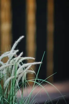 a close up of some tall grass in the foreground at Hotel Garni Andrianerhof in Andrian