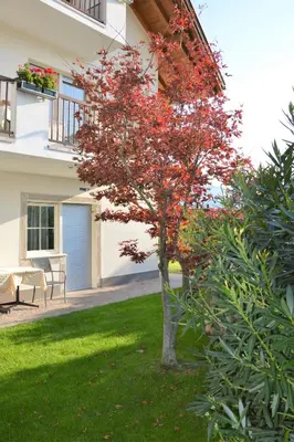 a red tree in the yard of a house at Residence Nesslerheim in Termeno
