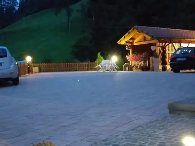 a white horse statue in a parking lot at night at HartlHof in Proves