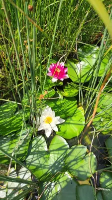 two pink and white flowers sitting on top of lily pads at Oberberghof in Appiano sulla Strada del Vino