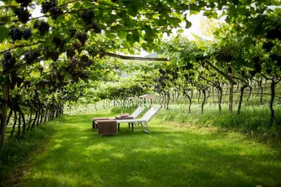 a bench in a field of grass with trees at Hotel Haus am Hang in Caldaro