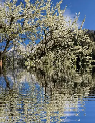 two trees are reflecting in the water at Appartamento San Marco in Caprile