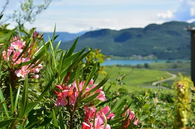 a bush with pink flowers in a field at Unterstoan Hof in Termeno