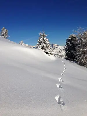 a pair of footprints in the snow on a snow covered slope at Cimon Dolomites Hotel in Predazzo