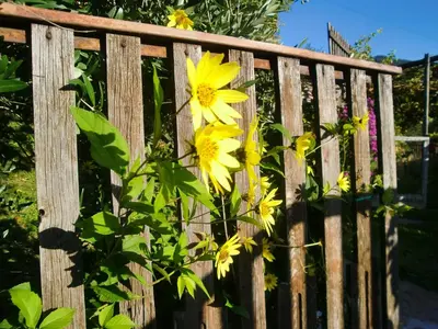 a yellow flower is growing on a fence at Garni Nunnemairhof in Schenna