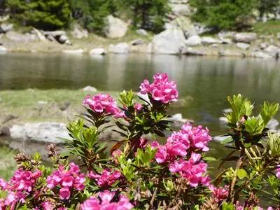 a bush with pink flowers in front of a river at Garni Nunnemairhof in Schenna
