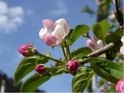 a branch of a tree with pink and white flowers at Garni Nunnemairhof in Schenna