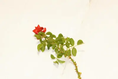 a plant with a red flower on a white wall at Chalet Frieda in Mühlbach
