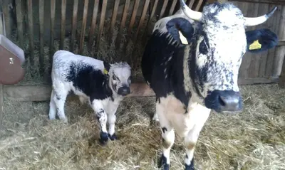 a mother cow and a baby cow standing in hay at Agriturismo Grones in San Martino in Badia