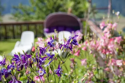 a bunch of purple flowers in a garden at Thalerhof Tiers in Tires