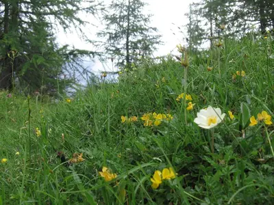 a field full of flowers in the grass at Hotel Garnì Ai Serrai in Rocca Pietore
