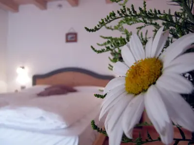 a white daisy sitting on top of a bed at Affittacamere Famiglia Ceschini in Tesero