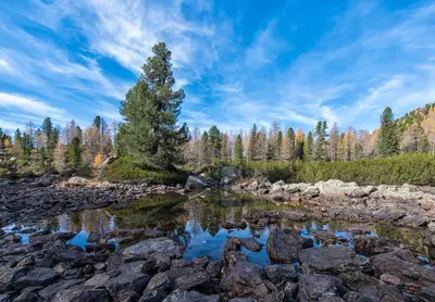 a tree on the shore of a river with rocks at Hotel Aurai in Telve