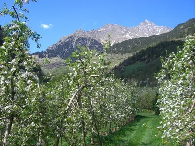 a group of trees with white flowers on a mountain at Mareinhof - Urlaub auf dem Apfelbauernhof in Parcines