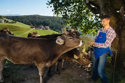 a man standing next to a group of cows eating hay at Mair am Graben Farm * Chalets in Terento