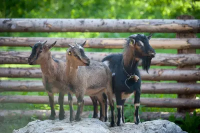 three goats standing on a rock in front of a fence at Ferienwohnung Mair am Bach in Brunico