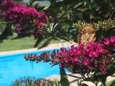 a butterfly sitting on a purple flower next to a pool at Pension Gruenwald in Andrian