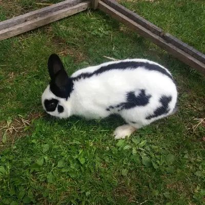 a black and white rabbit laying in the grass at Ferienwohnung Winklerhof in Maranza