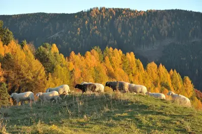 a herd of sheep grazing on a hill in a field at Schiessstandhof in Montagna