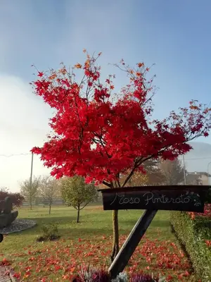 a tree with red leaves sitting next to a bench at Maso Pinterato in Cavalese