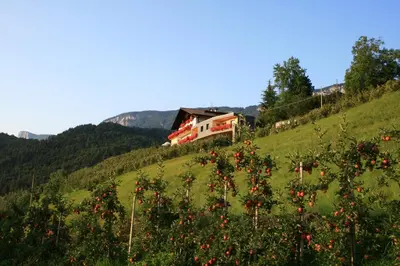 a house on a hill with a field of flowers at Tirolerhof Tisens in Tesimo