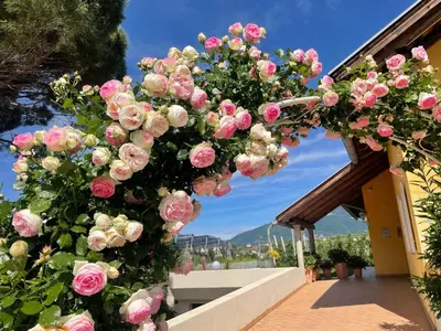 a wreath of pink roses on a building at Villa Raifer in Appiano sulla Strada del Vino