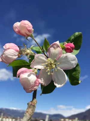 a branch of a tree with pink flowers on it at Villa Raifer in Appiano sulla Strada del Vino