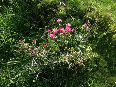 a bunch of pink flowers in the grass at il bosco in casa in Telve