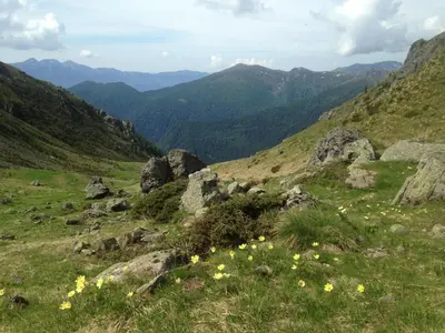 a grassy hill with rocks and yellow flowers on it at il bosco in casa in Telve
