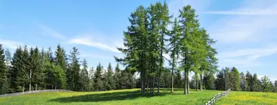 a field with trees on top of a hill at Camping Chalet Salten in San Genesio Atesino
