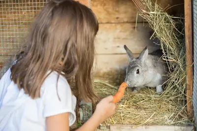 a little girl feeding a rabbit with a carrot at Landhof in Monguelfo