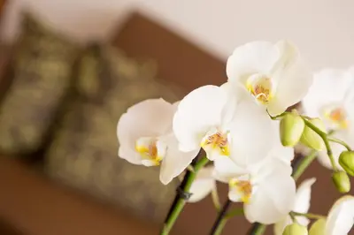 a bunch of white orchid flowers in a vase at Residence Hirzer in Lagundo