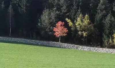 a tree in a field next to a rock wall at Gruppenhaus Thalackerhof in Brunico
