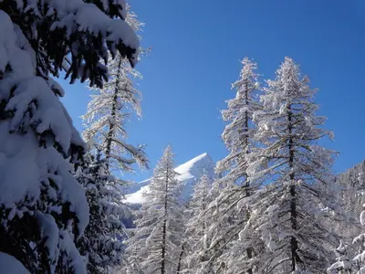 a group of trees covered in snow on a mountain at Hotel Albe in Rocca Pietore