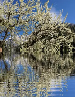 two trees are reflected in the water of a lake at Appartamenti Regina in Alleghe