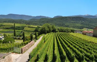 a view of a vineyard in the hills with mountains in the background at Gästehaus Anna in Caldaro
