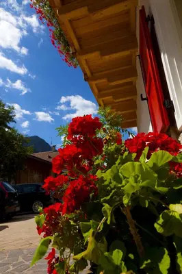 a bunch of red flowers on the side of a building at Garni Tyrolia in Campitello di Fassa