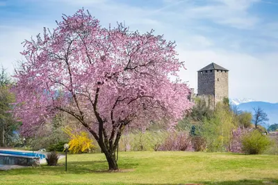 a tree in a field with a castle in the background at Hotel Der Waldhof in Vollan